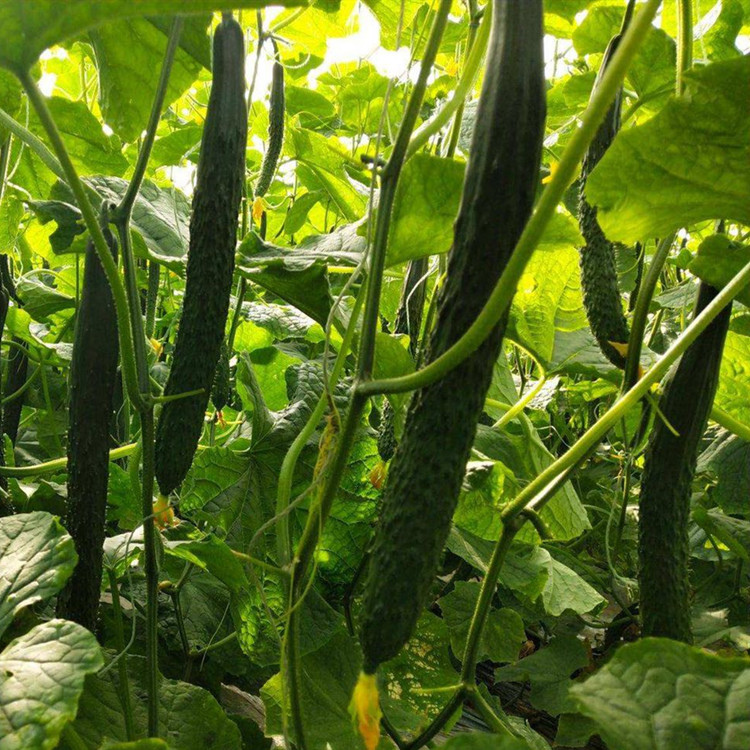 寿光大量上市越冬耐寒黄瓜种苗    越冬耐寒黄瓜种苗性价比好