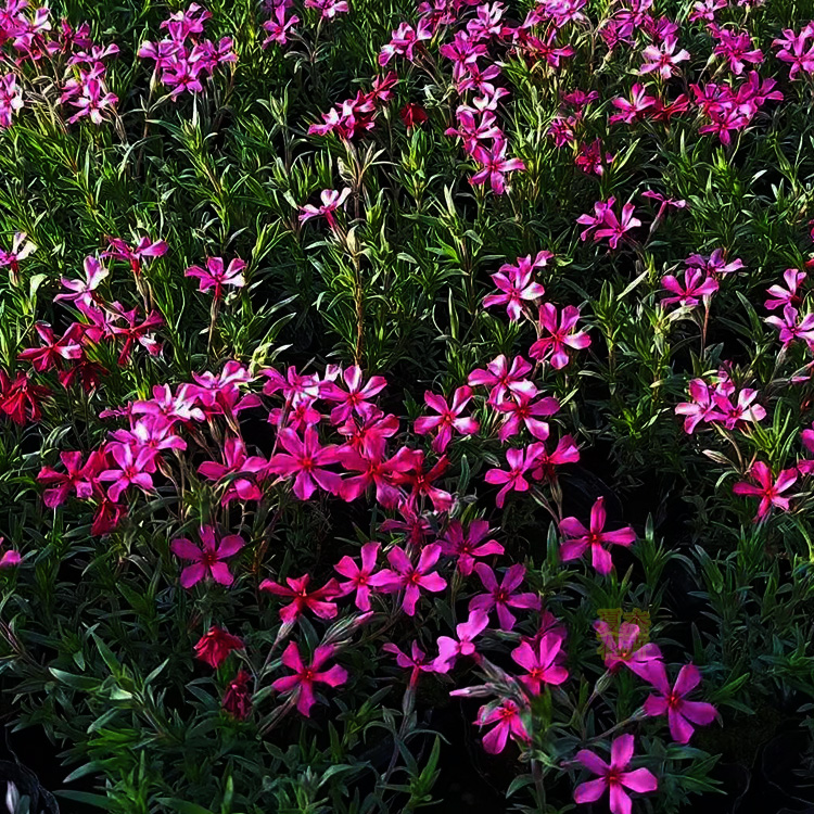 丛生福禄考小苗出售 丛生福禄考种子批发 夏杰花卉