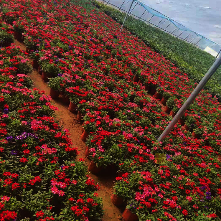 美女樱价格  美女樱种植基地 夏杰花卉