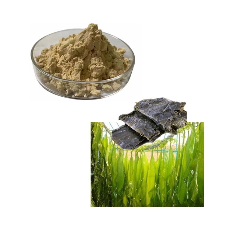 褐藻多糖90% 海带提取物 多规格 质量保障