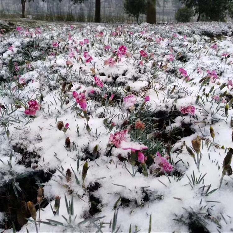 欧石竹营养杯苗 山东青州苗木基地 天卓花海用苗