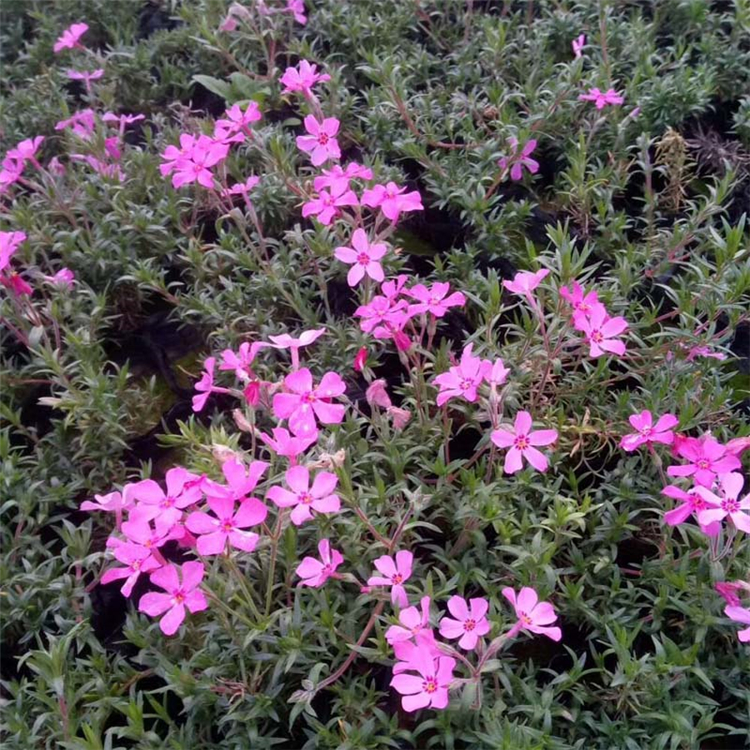 公园花海景观用苗 芝樱 丛生福禄考营养杯苗