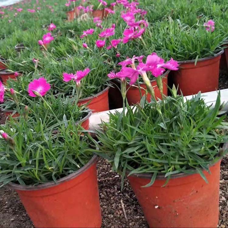 双色盆欧石竹 青州草花基地 供应多种观赏草花