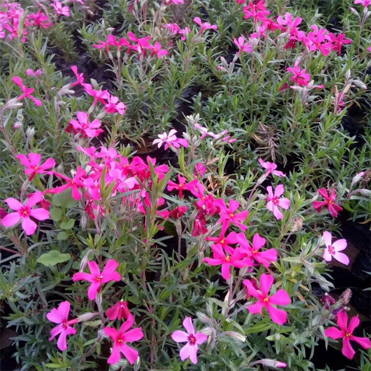花色漂亮 芝樱营养杯 山东草花苗木 花海用苗