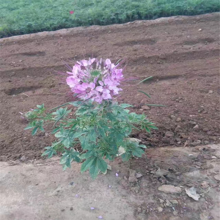 青州醉蝶花批发 醉蝶花报价 江瑞花卉直供欢迎选购