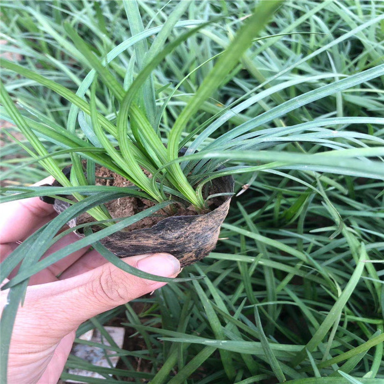 青绿苔草 青绿苔草出售 青绿苔草种子 江瑞