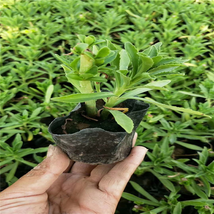 三七景天批发 景天三七价格 江瑞花木基地