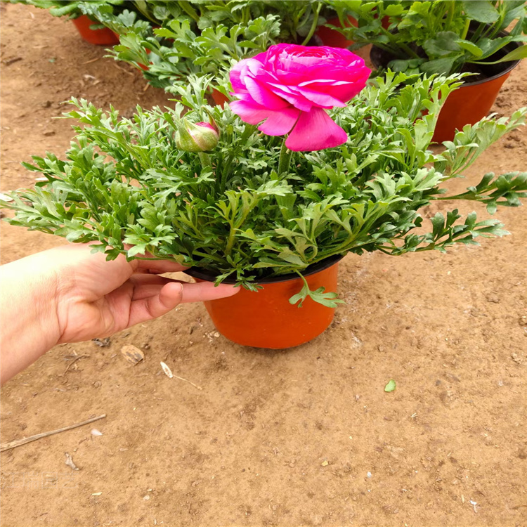 芹叶牡丹基地 芹叶牡丹批发 江瑞花卉
