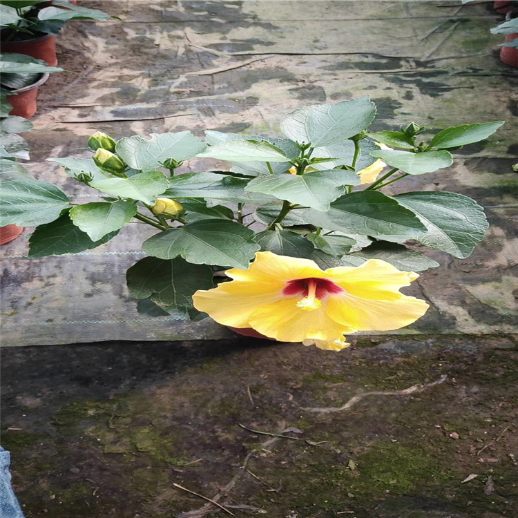 丹麦木槿 丹麦木槿基地 丹麦木槿价格 江瑞花卉丹麦木槿现货供应