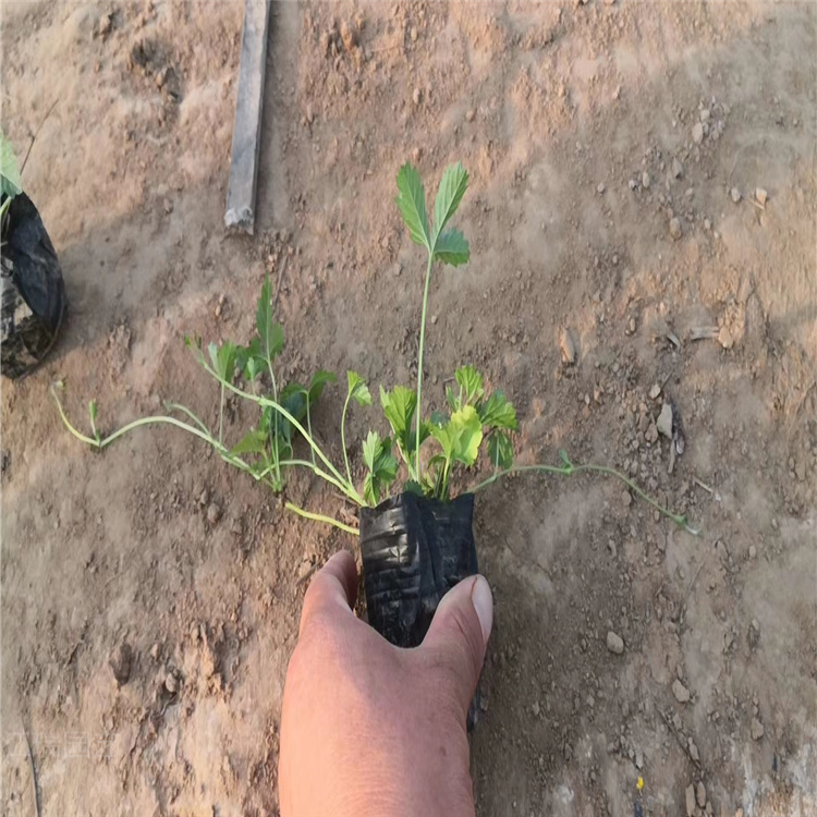 三叶委陵菜价格 三叶委陵菜小苗 现货供应江瑞直批