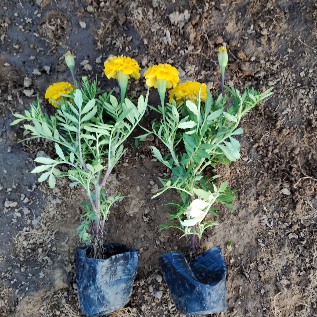 时令花卉孔雀草  孔雀草供应商  室内盆栽观赏
