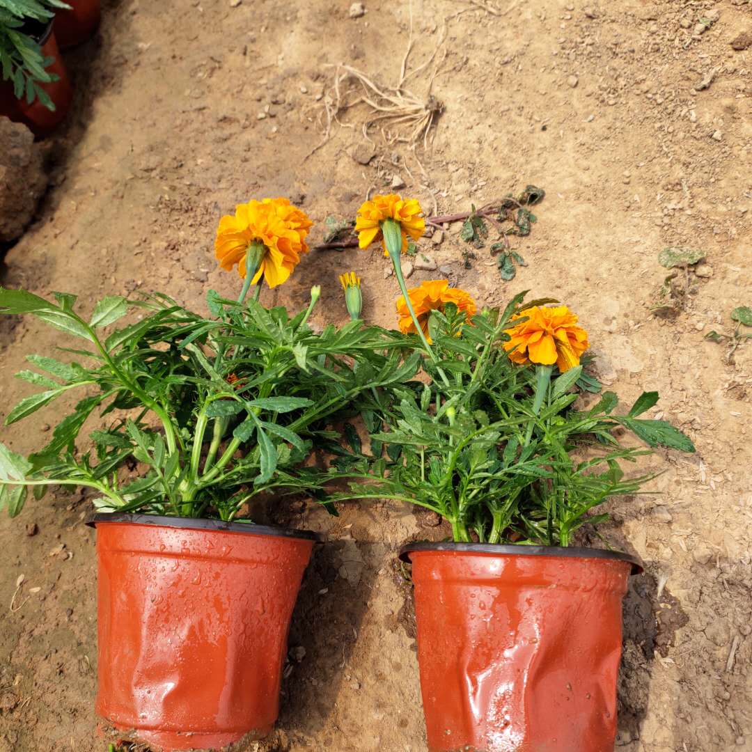 观赏盆栽孔雀草  孔雀草基地  多用作花境前景或中景栽植