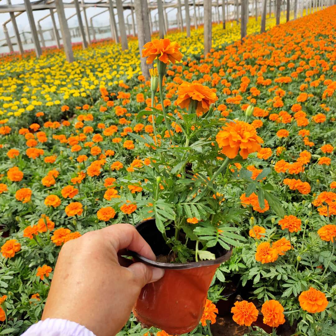 时令花卉孔雀草  孔雀草报价  庭园美化