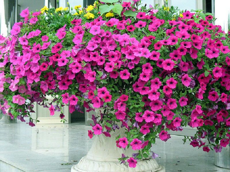 时令花卉垂吊牵牛  垂吊牵牛供应商  生命力旺盛