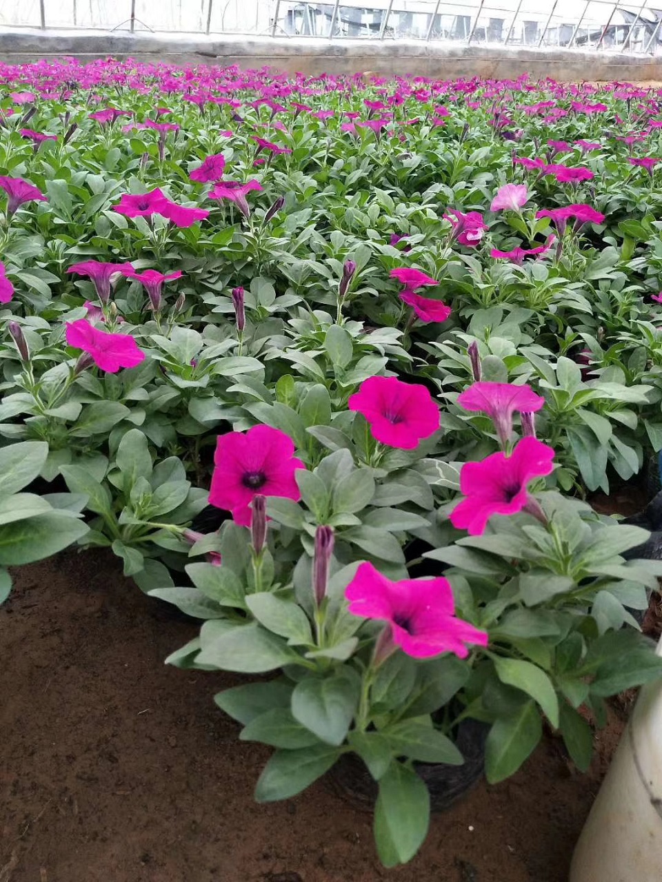惠博 垂吊牵牛 室内庭院观赏盆栽  多色系牵牛花  喇叭花