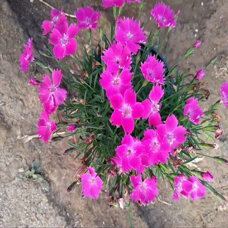 鑫朵 欧石竹盆栽培育基地  四季常绿 三季有花 多色可选