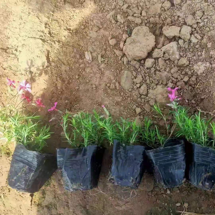 鑫朵  丛生福禄考价格  庭园美化