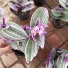油画吊兰开花 带花油画吊兰价格  多规格网红油画吊兰