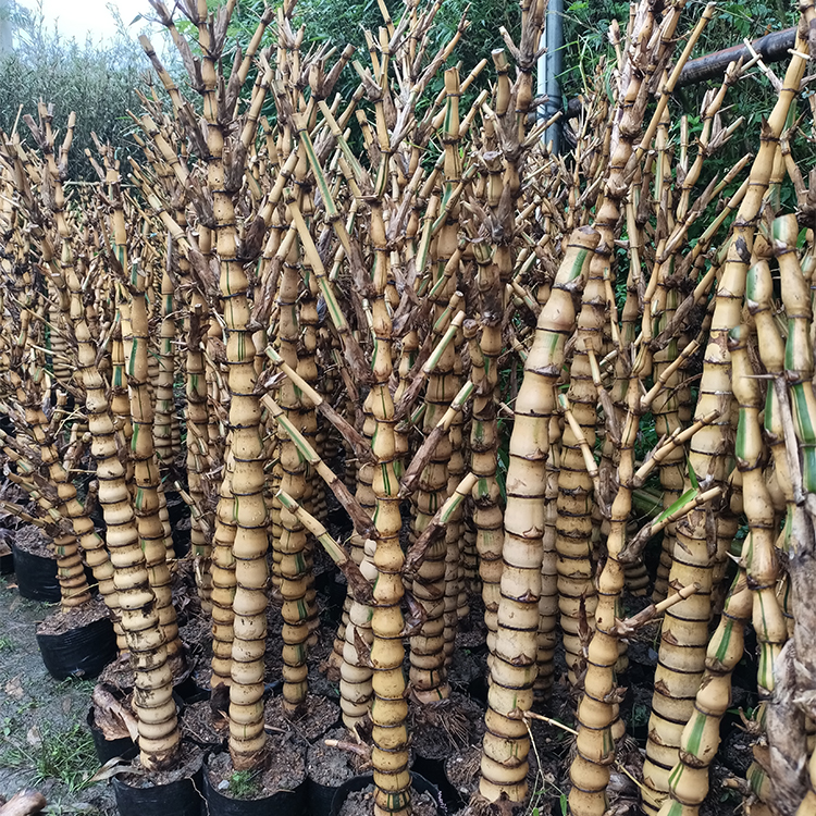 金丝佛肚竹 大型绿色植物 庭院盆栽竹子苗 观赏竹子