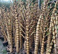 金丝佛肚竹 大型绿色植物 庭院盆栽竹子苗 观赏竹子