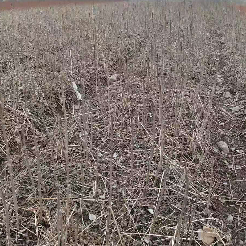 刘家苗圃一年生刺嫩芽苗 热卖 量大优惠 存活率高