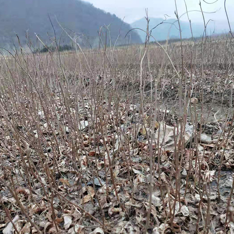 大量批发五味子苗 成活率95% 根系发达辽宁五味子苗基地