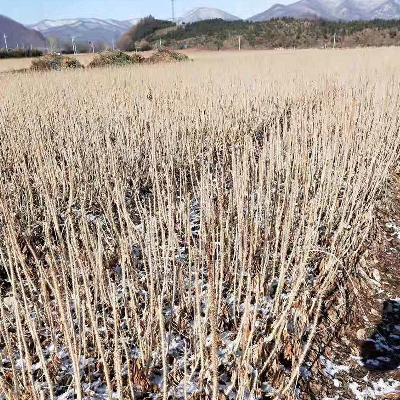 刺五加苗 1个月发芽裸根苗 长梗 短梗刺五加苗 
