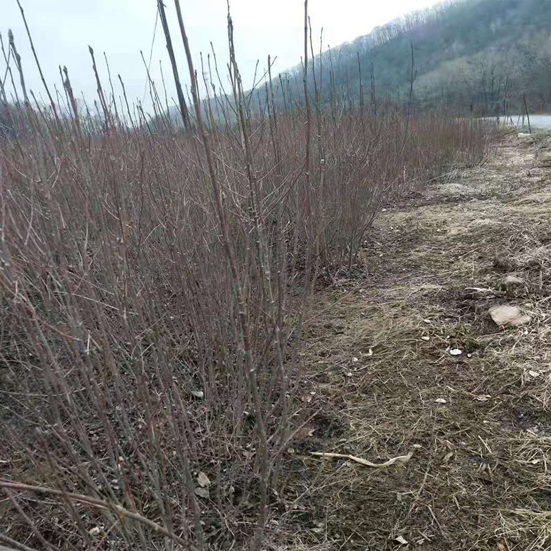 基地直销花楸苗 30cm百花花楸苗 现挖现卖 大量优惠