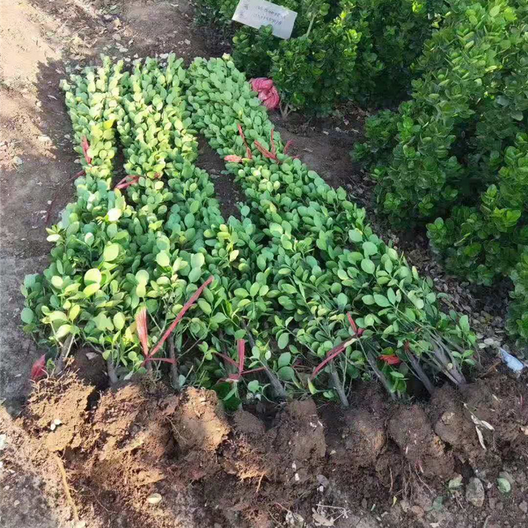 好成活的北海道黄杨 北海道黄杨供应商 青州北海道黄杨种植商