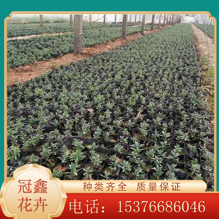 薰衣草营养钵苗出售 薰衣草种植基地