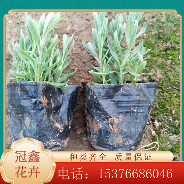 薰衣草营养钵苗种植 薰衣草供应商