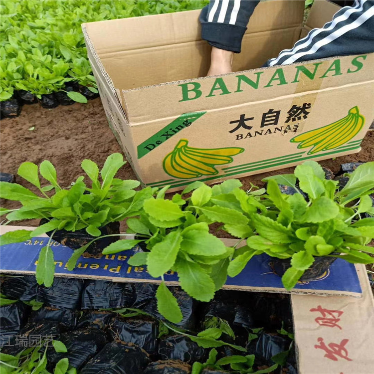 鼠尾草基地 地被鼠尾草价格 蓝花鼠尾草出售 欢迎选购