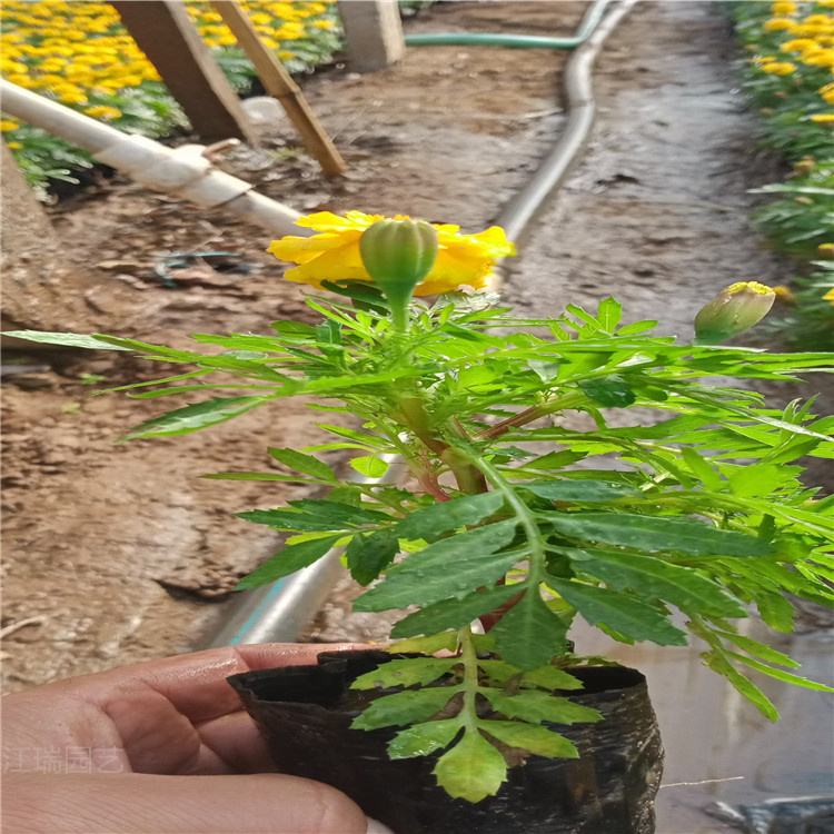 孔雀草 孔雀草批发 青州孔雀草精选厂家 欢迎选购