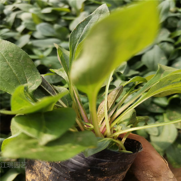 松果菊批发 青州松果菊价格 欢迎选购