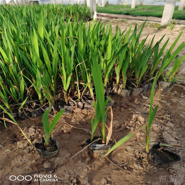 火星花出售 青州火星花价格 火星花现货供应 江瑞花卉