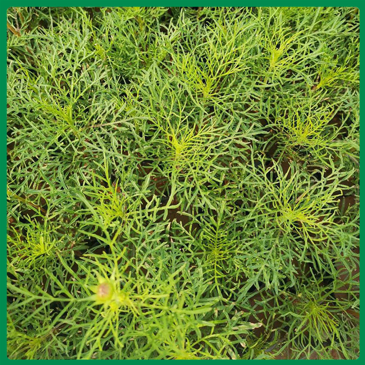 波斯菊 波斯菊价格 波斯菊基地