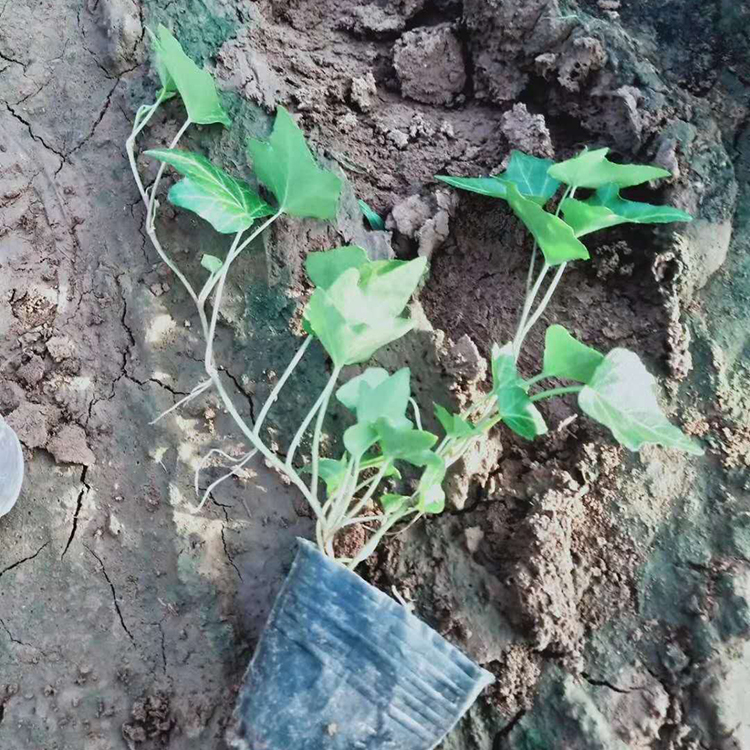 常春藤 常春藤供应 常春藤苗圃直供