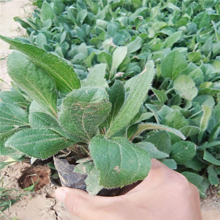 黑心菊绿化苗 黑心菊批发 基地出售