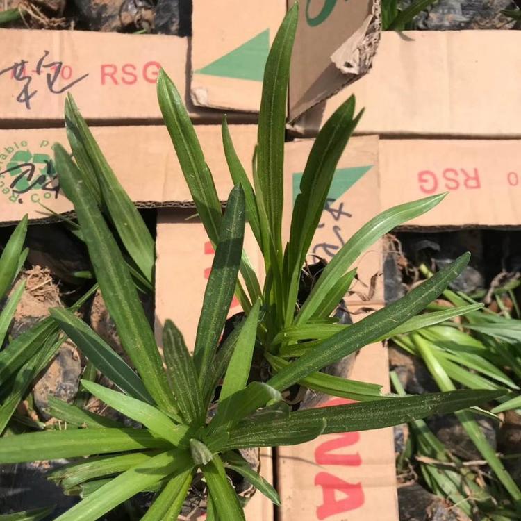 蛇鞭菊价格 蛇鞭菊自产  直供  绿化 批发