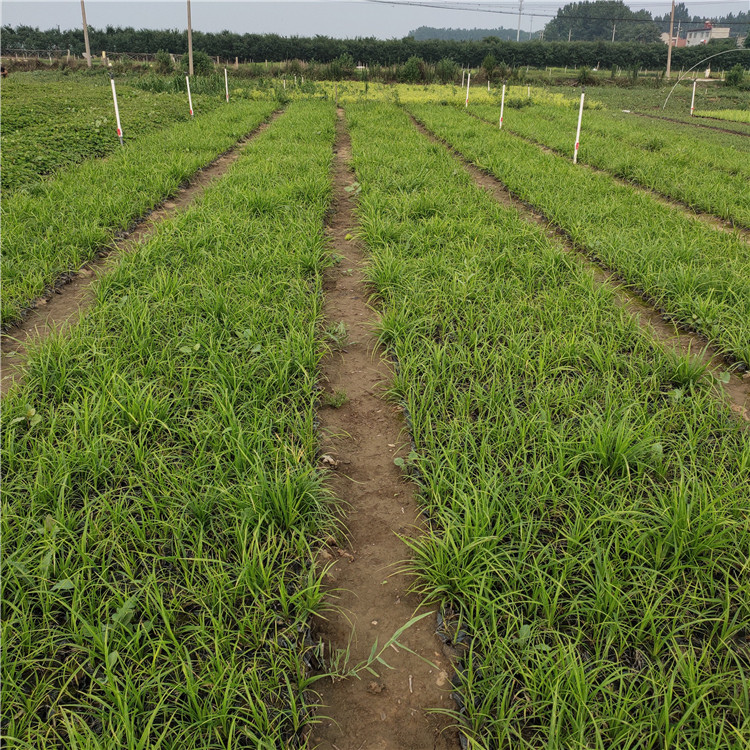 崂峪苔草价格 青州崂峪苔草 花农自营