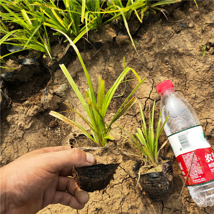 青州崂峪苔草小苗报价 崂峪苔草小苗绿化植被