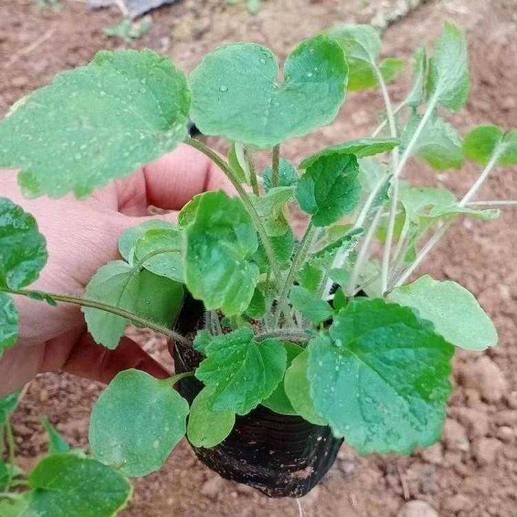 一二年生草本植物 二月兰种植基地  青州草花供应