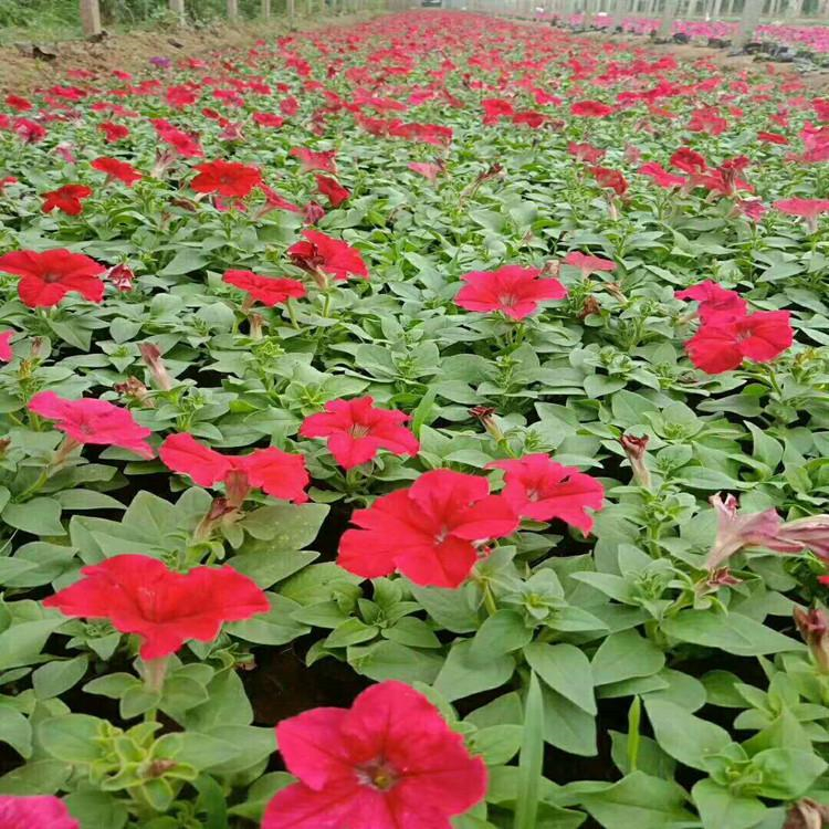 【慧帆】时令草花矮牵牛批发 玫红矮牵牛 红色矮牵牛