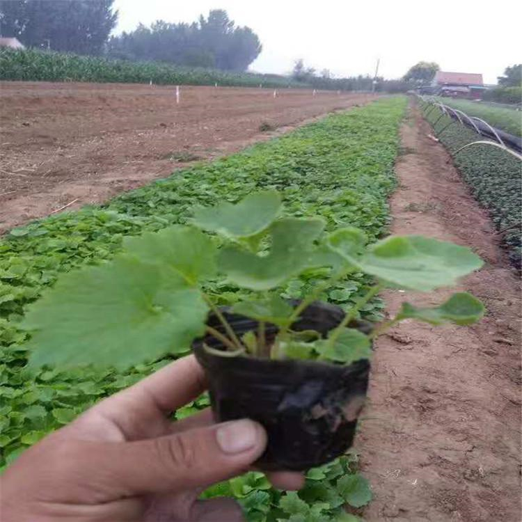 二月兰供应 基地种植二月兰杯苗 慧帆花卉苗木