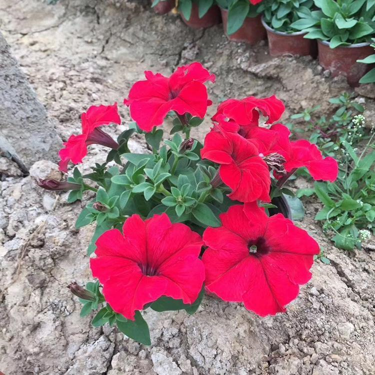 批发矮牵牛 园林租摆花卉 青州草花苗木批发