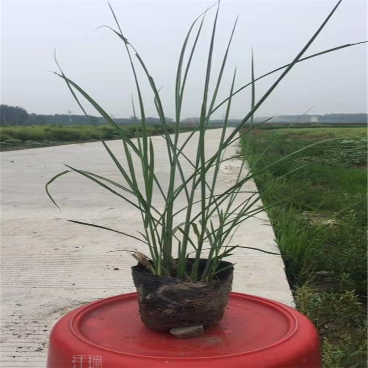 矢羽芒 矢羽芒价格 青州矢羽芒基地 江瑞观赏草现货供应
