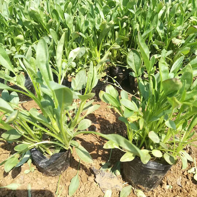 种植金鸡菊苗 金鸡菊苗供应 量大价优