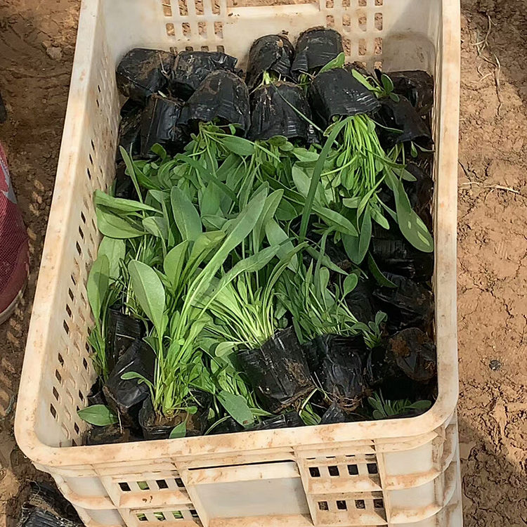 种植金鸡菊苗 金鸡菊苗种植基地 来电咨询