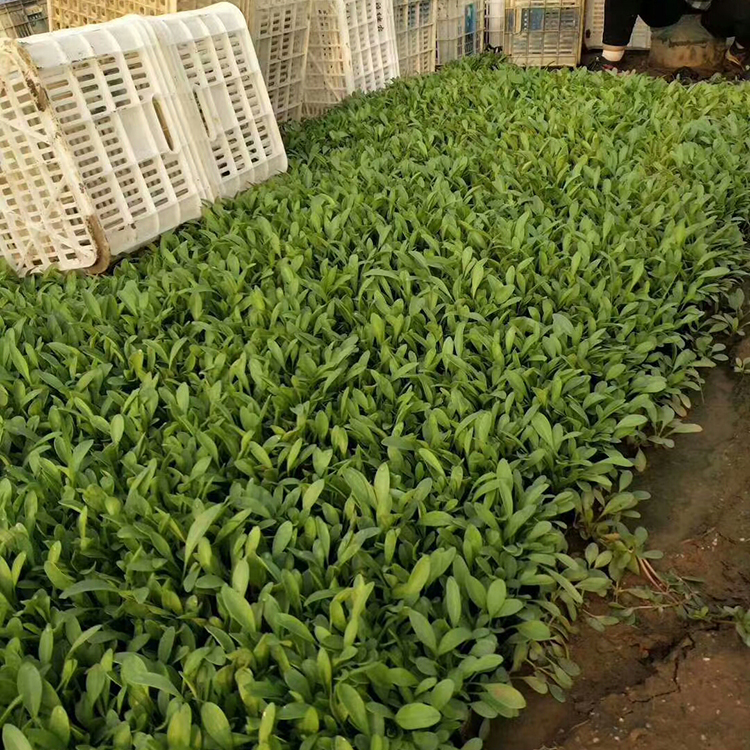 培育金鸡菊 金鸡菊供应 来电咨询