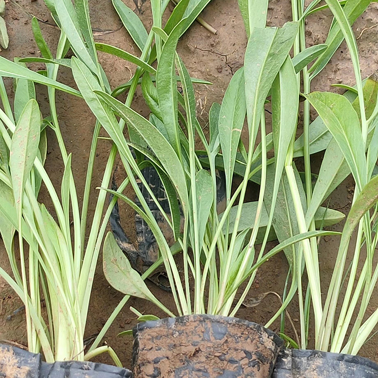 地被植物千屈菜 草花种植基地 千屈菜价格 批发基地